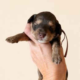 Cheyanne - Chocolate female Australian Labradoodle puppy in Millville, California from Hope Lane Kennels