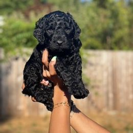 Popsicle - Black male Goldendoodle puppy in Seattle, Washington from Dream Lake Doodles