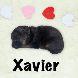 Xavier - Black and red male German Shepherd puppy in Graham, Washington from Wildeflecken Shepherds