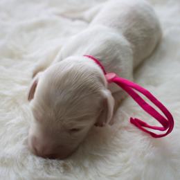 Sky - Cream female Dachshund puppy in Morrow, Ohio from Courtney’s Colorful Doxies