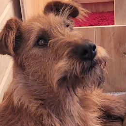 Irish Terriers and Jack Russell Terriers from Back Country Terriers