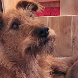 Irish Terriers and Jack Russell Terriers from Back Country Terriers