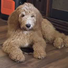 - Goldendoodle puppy in Murrieta Ca, California from Gloria's Goldendoodles