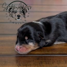 Nova - Black tri-color female Australian Shepherd puppy in Fultonville, New York from Sandy Aussies & Pomeranians