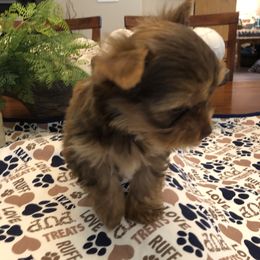 Yorkshire Terrier Puppies from Happy Days Acres and Yorkies