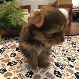 Yorkshire Terrier Puppies from Happy Days Acres and Yorkies