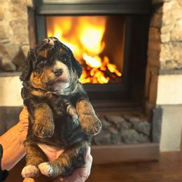 Matrix - female Golden Mountain Doodle puppy in Murrieta Ca, California from Gloria's Goldendoodles