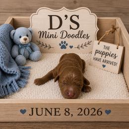 Boy 2 - Red  male Goldendoodle puppy in Pawtucket, Rhode Island from Ds_minidoodles