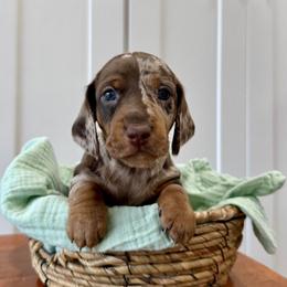 Apollo AKC - Dapple male Dachshund puppy in Orlando, Florida from Metro Doxies of Orlando