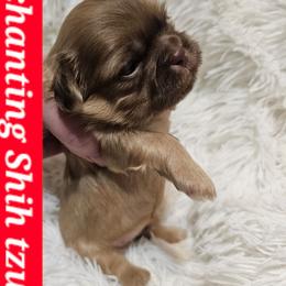 AKC Louis v - Liver male Shih Tzu puppy in Dexter, Kentucky from Enchanting Shih tzu