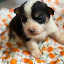 Hunter - Black and tan male American Corgi puppy in Graham, Texas from Wild West Corgis