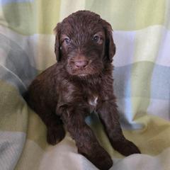 Buttercup - female Newfypoo puppy in Mckenzie, Tennessee from Small Town Doodles & Poodles