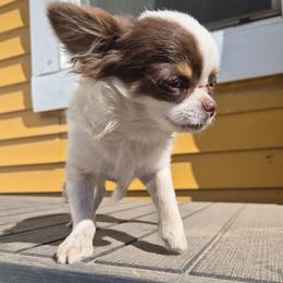 Jubei - Chihuahua
