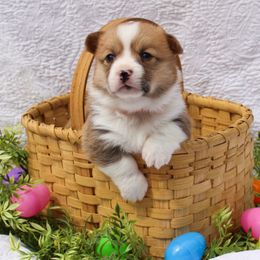 Pembroke Welsh Corgi Puppies from Mountain Adventure Farm