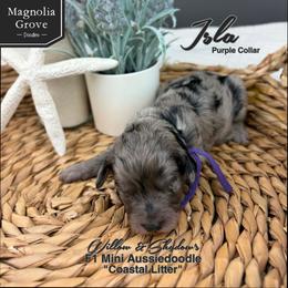 Isla - Purple Collar - Blue merle female Aussiedoodle puppy in Oxford, Alabama from Magnolia Grove Doodles