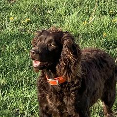 Rose - Boykin Spaniel
