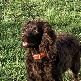 Rose - Boykin Spaniel