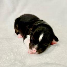 OLIVINE aka Livi - Black tri female Miniature American Shepherd puppy in Bixby, Oklahoma from Roeboat Aussies
