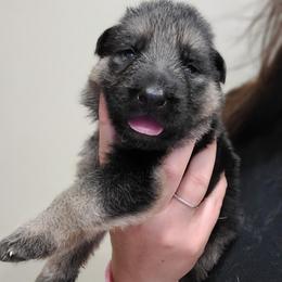 White - Black and red male German Shepherd puppy in Coatesville, Pennsylvania from Jessica's German Shepherds