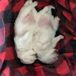 Samoyed Puppies from ArticCross Samoyeds-Florida