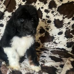 Tybee - Black tri-color male Aussiedoodle puppy in Cleveland, Tennessee from C&S Kennels