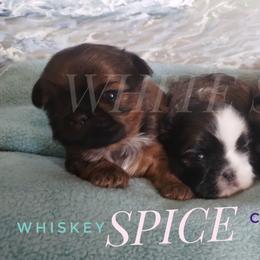 Shih Tzu Puppies from White Sands Shih Tzus