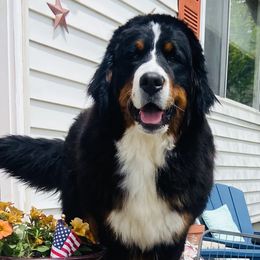 Lola - Bernese Mountain Dog