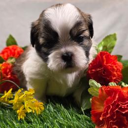 Dorothy - Tricolor female Shih Tzu puppy in Brighton, Missouri from Morningstar's Shih Tzu