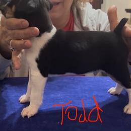 Todd - White and black male Teddy Roosevelt Terrier puppy in Cumming, Georgia from Barnett’s Rambling Terriers