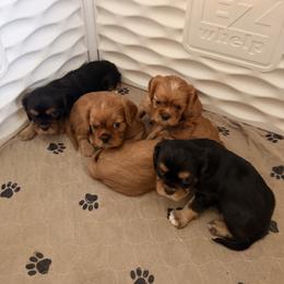 Cavalier King Charles Spaniel and Cavapoo Puppies from Unicorn Tears and Cavaliers