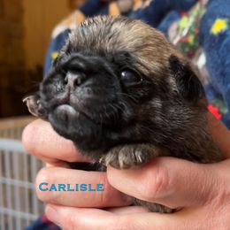 Carlisle - Brindle male Pug puppy in Morgantown, West Virginia from Groovy Pugs