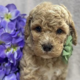 Jazzy - Brown and white female Cockapoo puppy in Marshall, Arkansas from Darling Doodles and Cockapoos