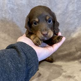 Dachshund Puppies from JK Kennel