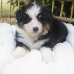 Wanda - Black tri-color female Australian Shepherd puppy in Victoria, Texas from Silvermist Australian Shepherds