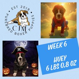 Huey - Fawn male Boxer puppy in Jupiter, Florida from CJM Boston and Boxer Puppies