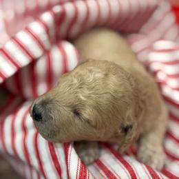 Blonde Girl - Apricot female Cavapoo puppy in O'fallon, Missouri from Sister Sister Cavapoos