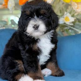 Grayson - Tri-color male Bernedoodle puppy in Yuciapa, California from AlltheDoodlez_