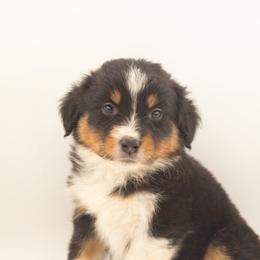 Hopper - Black tri-color male Australian Shepherd puppy in Placerville, California from BFF Aussies