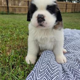 George - Mahogany and white male Saint Bernard puppy in Brandon, South Dakota from Split Rock Saints