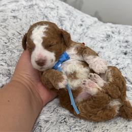 Rigatoni - Red  male Goldendoodle puppy in Miami, Florida from Jade’s Paws & Co. Of Miami LLC