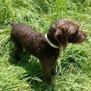 Pudelpointers from Marshland Gun Dogs
