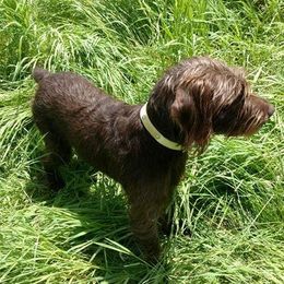 Pudelpointers from Marshland Gun Dogs
