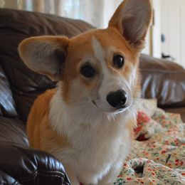 Zethan - Red male Pembroke Welsh Corgi puppy in Oswego, Kansas from Wind Dial Farm