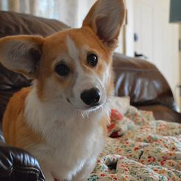 Zethan - Red male Pembroke Welsh Corgi puppy in Oswego, Kansas from Wind Dial Farm