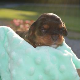 Cavalier King Charles Spaniel Puppies from Freeman's Royal Cavaliers