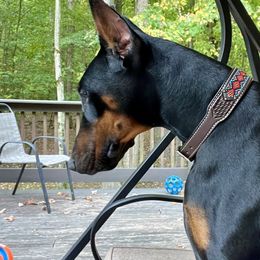 Hazel - Doberman Pinscher