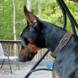 Hazel - Doberman Pinscher