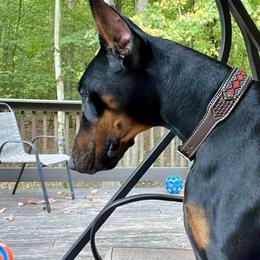 Hazel - Doberman Pinscher