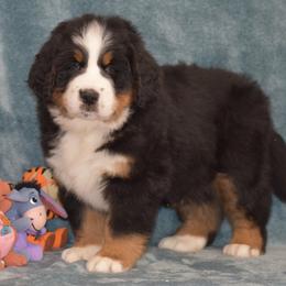 Ezekial - Black rust and white male Bernese Mountain Dog puppy in Danville, Pennsylvania from Brookwood Bernese Mountain Dogs