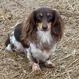 MoonPie - Dachshund